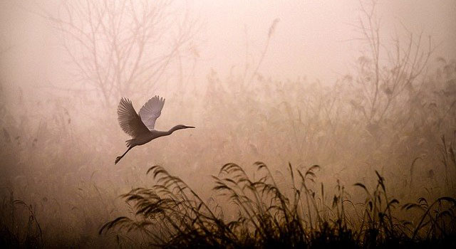Sepia image of an egret taking off from a marsh in fog