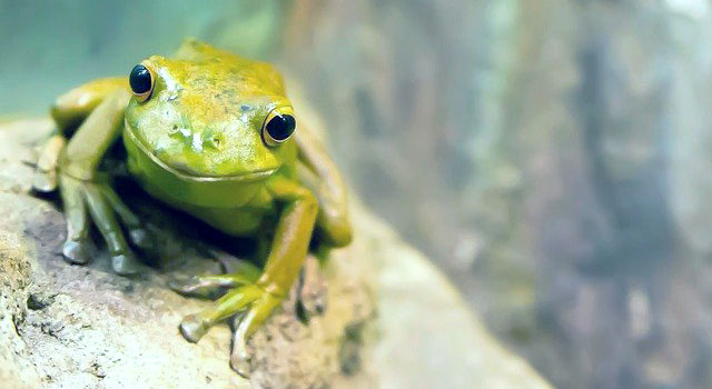 A small frog on a slanted rock faces the viewer.
